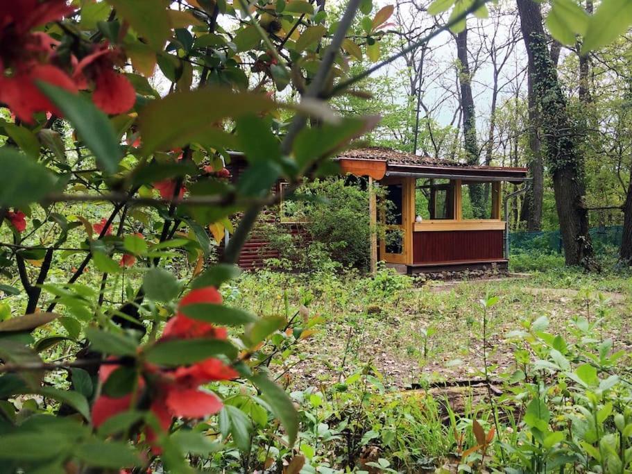 Cinke Cottage, Nest In Nature * Kismaros